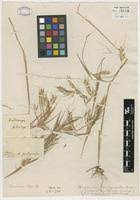 Image result for Andropogon fastigiatus