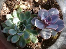Check spelling or type a new query. How To Propagate Succulents Step By Step The Practical Planter