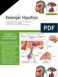 Kelenjar hipofisis kelenjar hipofisis atau pituitary terletak di rongga tulang di dasar otak tepat di bawah hipotalamus hipofisis. Kelenjar Hipofisis