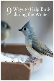 Birds That Dont Fly 9 Ways To Help Birds In The Winter And Enjoy Their Company In 2020 Garden Crafts Diy Birds Wildlife Habitat