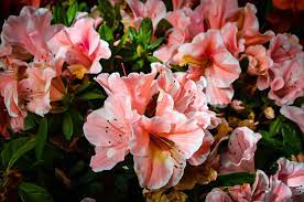 Autumn Sunburst Encore Azaleas For Sale The Tree Center