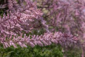 Image result for Tamaricaceae