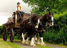 We have 49+ background pictures for you! Clydesdale Horse Wikipedia