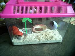 Hermit crab cage decorations for rooms. Hermie Crab Adventures How To Not Kill Your Hermit Crab 1 The