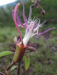 Image result for Crepidorhopalon tenuis