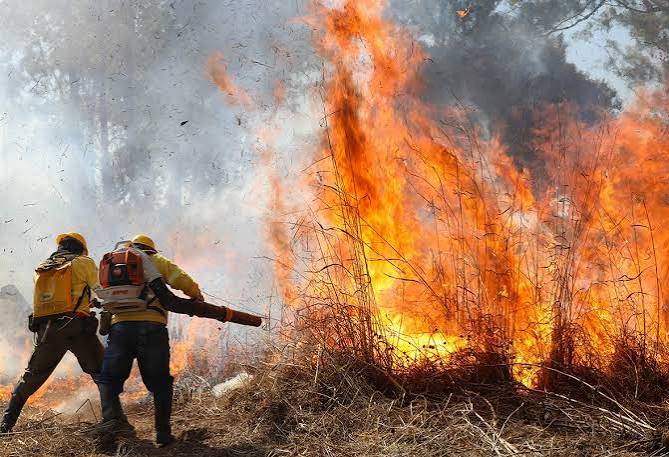 Bombeiros atendem 38 incêndios em vegetação neste sábado no DF | Jornal de Brasília