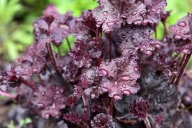 Geranium cinereum, grauer storchschnabel 11. Winterharte Balkonpflanzen Robuste Pflanzen Fur Den Balkon