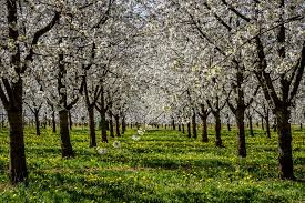 Sweet cherry trees are large and rather upright, attaining heights up to 11 metres (36 feet). What Is A Black Cherry Tree Home Stratosphere