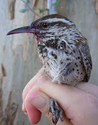 How far i'll go (performed by auli'i cravalho) (from moana soundtrack). Nice Shot Of A Coastal Cactus Wren Audubon California