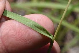 Image result for Coelorachis