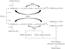 Late menopause and breast cancer risk breast cancer risk also increases with advancing age, and there is some suggestion that late menopause further fuels this risk, according to the susan g. Unifying Mechanism In The Initiation Of Breast Cancer By Metabolism Of Estrogen Review
