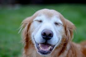Pin By Robin Weeks Pagliasotti On What Do You Mean Dogs Can T Smile Smiling Dogs Dog Breeds Dogs