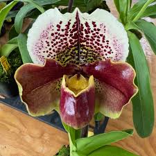 Image result for Paphiopedilum