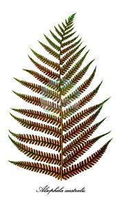 Image result for Cyatheaceae