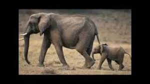 There are places that have a lot of these antelopes for example zimbabwe, botswana, south africa, kenya and tanzania. African Animals List With Facts A To Z Learn About Animals From Africa Youtube