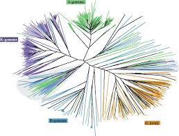 Image result for Gossypioides kirkii