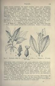 Image result for Mildbraedia carpinifolia