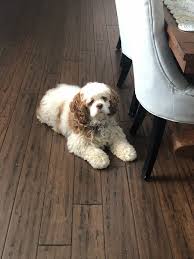 Dark Bamboo Floors Gorgeous But With An American Cocker Spaniel At Home The Floor Is Always White American Cocker Spaniel Dark Bamboo Flooring Dog Lovers