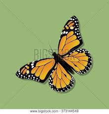 Check spelling or type a new query. Monarch Butterfly Vector Photo Free Trial Bigstock