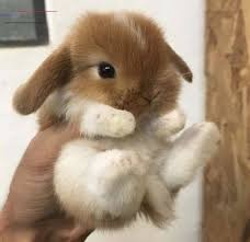 Check spelling or type a new query. 28 Haschen Fotos Die Ihr Herz Warmen Cutebabyanimalstogether Die Haschenfotos Herz Ih Pictur Schattigste Dieren Schattige Dieren Pasgeboren Dieren