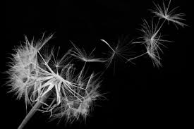 Try these twelve simple tips and make your monochrome edits breathtaking. Black And White Photography Digital Photo Secrets