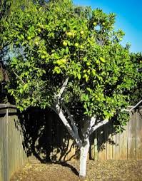 I'm interested in some tropical looking palms, as queen palms and mexican fan palms are grossly overplanted here in central florida. Trees And Shrubs For Florida The Tree Center