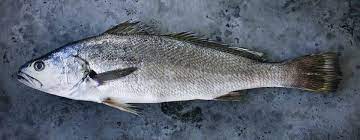 Mulloway-188