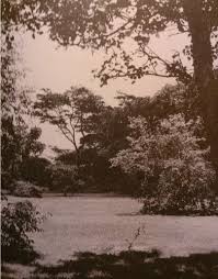 Image result for Brachystegia glaucescens