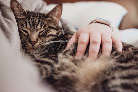 Check spelling or type a new query. What To Say When Someone Euthanizes A Pet 20 Condolences Cake Blog