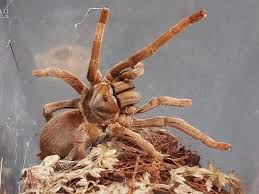 Pet stores lots of people have pets and pet stores are everywhere. Tarantula Large For Sale Kellyville Pets