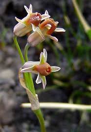 Image result for Tulbaghia acutiloba