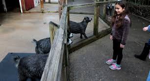 Ratings and reviews have changed. These Farms Petting Zoos In Upstate Sc Are Adorable