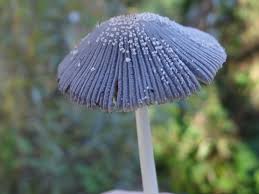 Image result for Coprinus lagopus