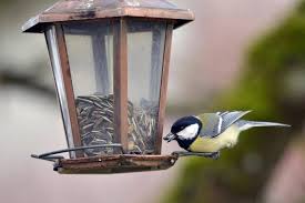 Nourrir Les Oiseaux En Hiver Bonne Ou Mauvaise Idee Edition Du Soir Ouest France 09 11 2018