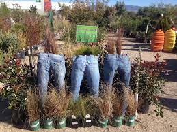 Creative Gardens Mesquite Valley Growers Nursery Tucson Arizona Inspirational Garden Ideas Mom Jeans Nursery Mom