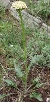 Image result for Senecio ruwenzoriensis