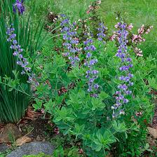 Image result for Baphia speciosa