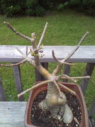 Check spelling or type a new query. Help Desert Rose Doing Poorly Helpfulgardener Com