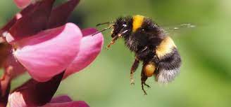 A single wasp or bumble bee can, however, sting multiple times. Are Bumble Bees Beneficial