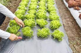 To know if the weed barrier is durable or not, check out user reviews to determine if the barrier will. 7 Best Weed Barriers Of 2021 Top Landscape Fabric Reviews