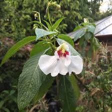 Image result for Impatiens keilii