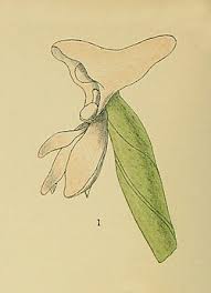 Image result for Disa aconitoides