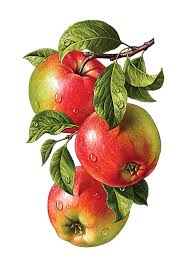 Tubes Fruits Dessin Fruits Fleurs Et Fruits Fruits Aquarelle