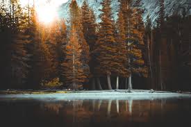 Check spelling or type a new query. References 100 Best Free Reference House Forest And Outdoor Photos On Unsplash Aesthetic Wallpapers Landscape Landscape Wallpaper