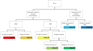 The present virus classification comprises seven trees of life, classified under the baltimore system. Virus Morphology Classification And Mode Of Replication The Science Notes