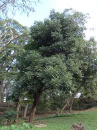 Image result for Trichilia