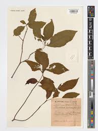 Image result for Carvalhoa campanulata