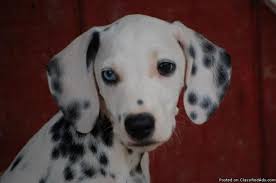 Click here to browse our available pups. Dalmatian Puppies For Sale Price 550 00 For Sale In Fayetteville Arkansas Best Pets Online