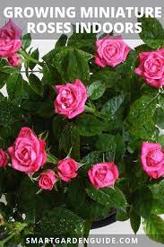 Share on facebook share on twitter. Growing Miniature Roses Indoors My Secret Tips Smart Garden Guide