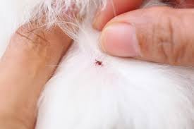 Image result for Tick Paralysis